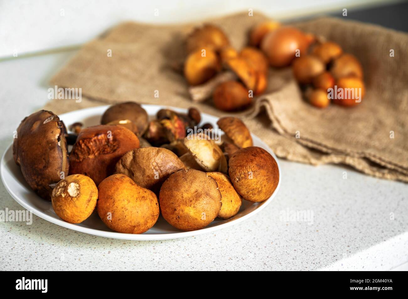 Mucchio di funghi boschivi a testa arancione (funghi Leccinum) su piatto e su tessuto juta su tavolo da cucina. Foto Stock