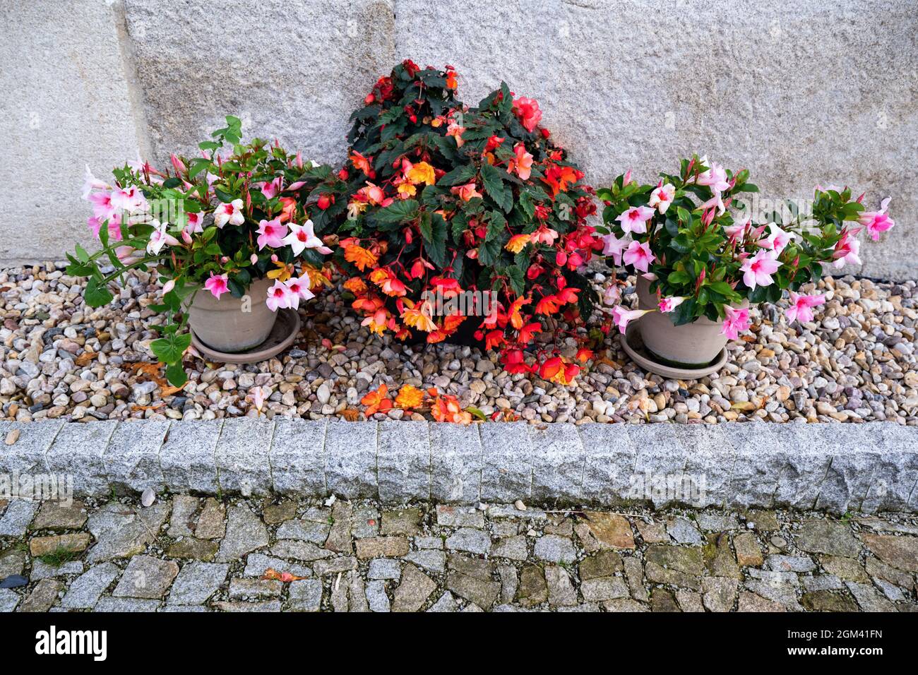Ricco fiore fiorito in vaso di fiori su ghiaia in parte del giardino moderno. Foto Stock