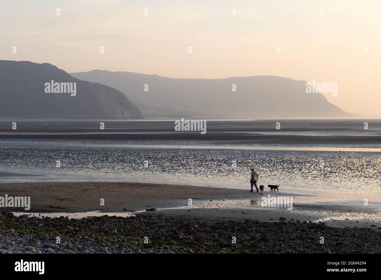 Llandudno, Conwy, UK, 7 settembre 2021: In serata vicino al tramonto un uomo cammina due cani mentre la marea è fuori su una deserta spiaggia di West Shore. Foto Stock