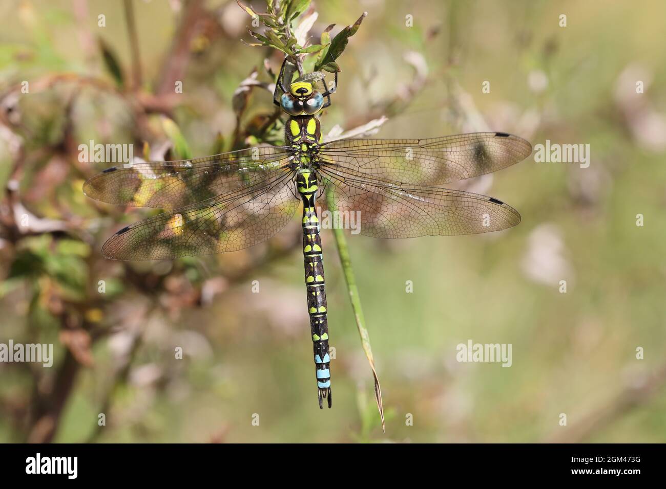 Southern hawker (Aeshna cyanea) Foto Stock