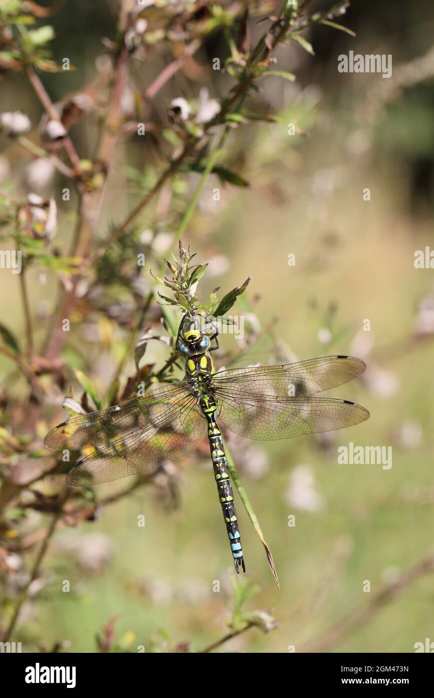 Southern hawker (Aeshna cyanea) Foto Stock