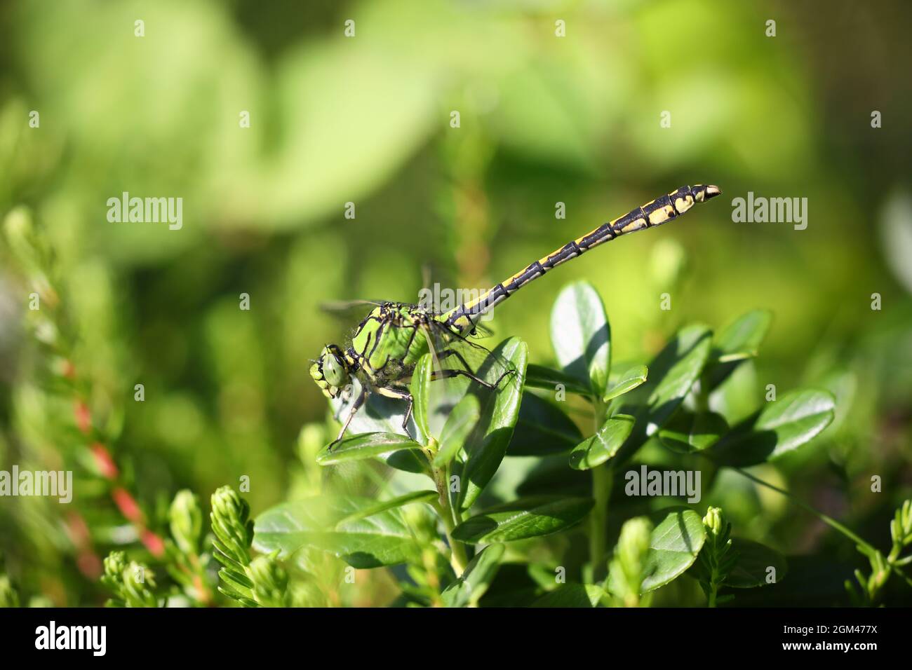 Dragonfly verde a coda di club (Ophiogomphus Cecilia) fotografato in Danimarca Foto Stock