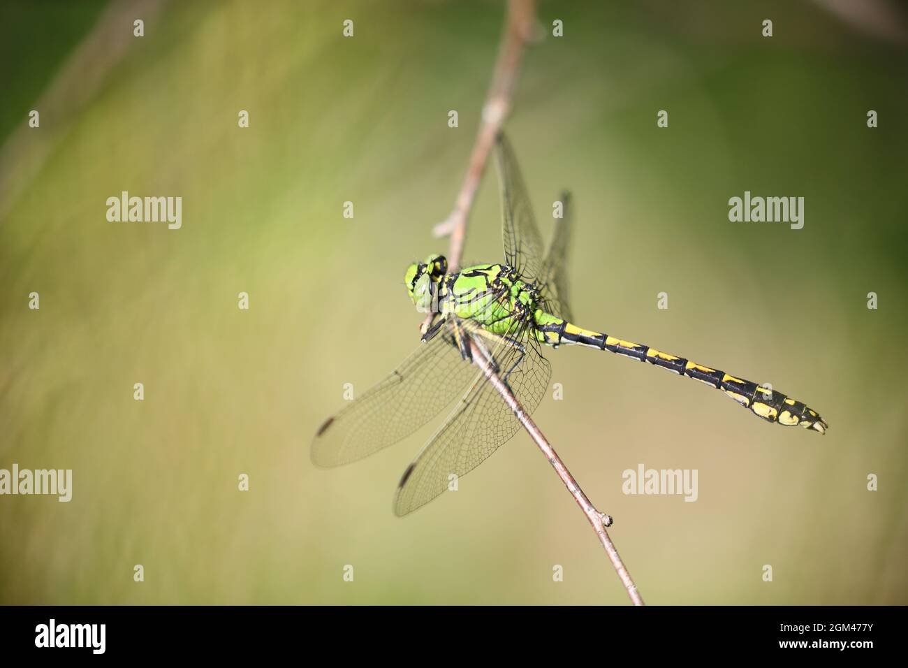 Dragonfly verde a coda di club (Ophiogomphus Cecilia) fotografato in Danimarca Foto Stock