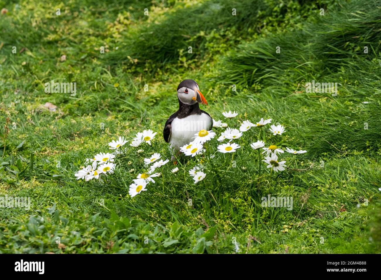 Un carino puffin Atlantico in posa, Fratercola arctica, si fermò tra i fiori selvaggi della margherita sulle scogliere a Sumburgh Head RSPB a Shetland. Foto Stock