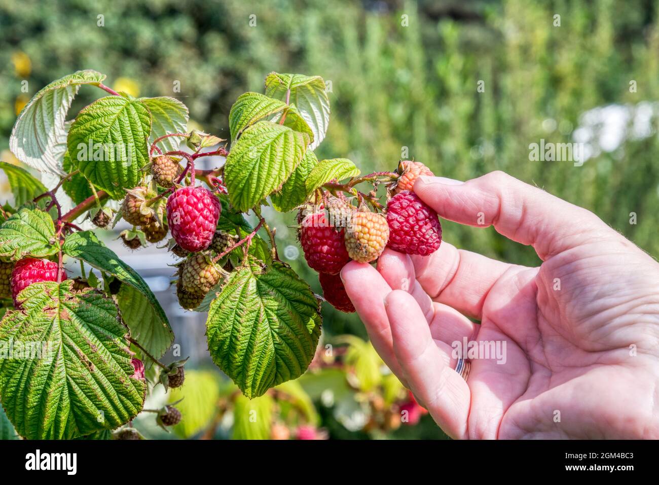 Donna che raccoglie lamponi da canne di lamponi in un giardino di Norfolk. Foto Stock