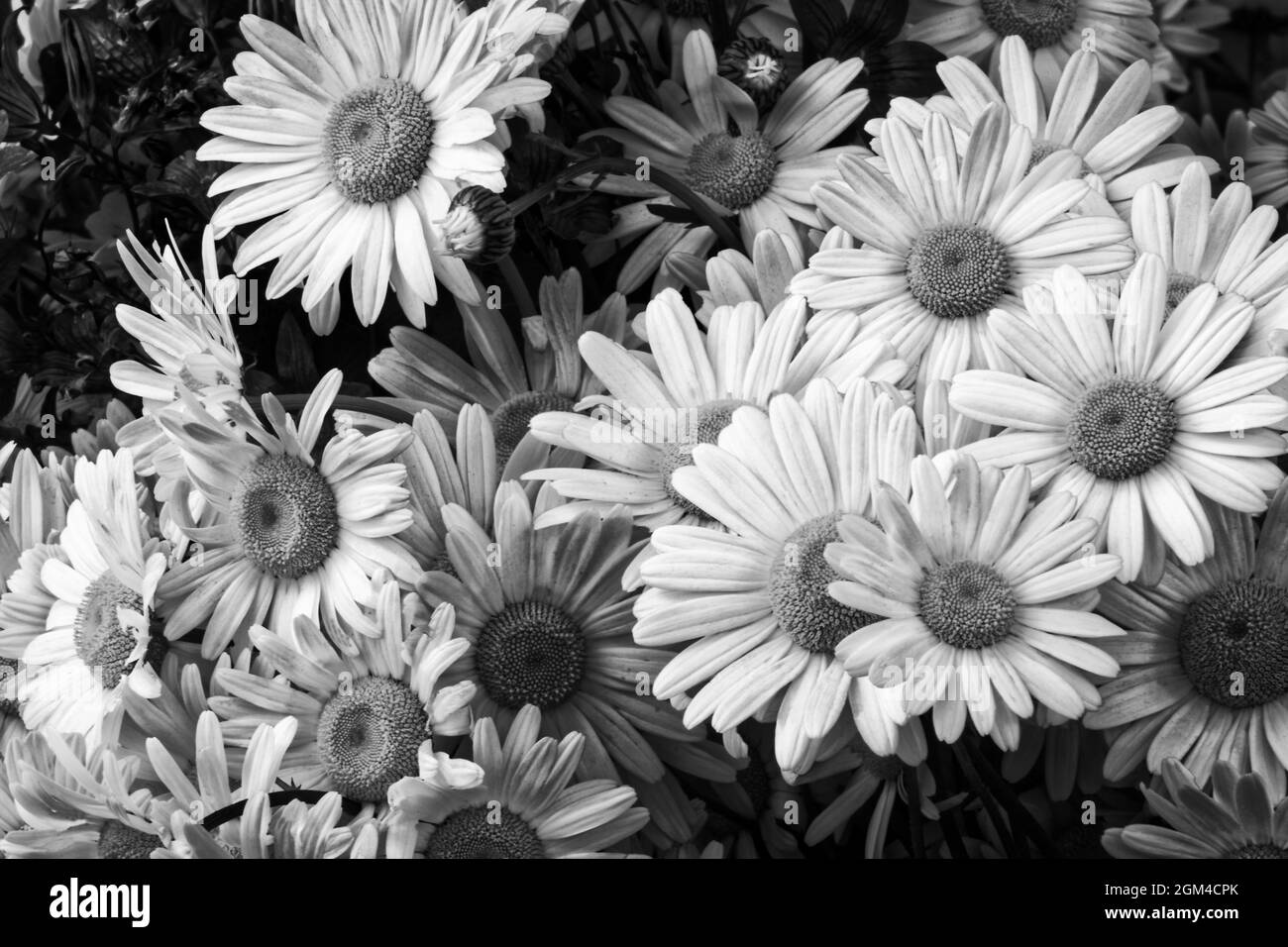 Foto fiori margherite,Matricária,camomilla Foto Stock