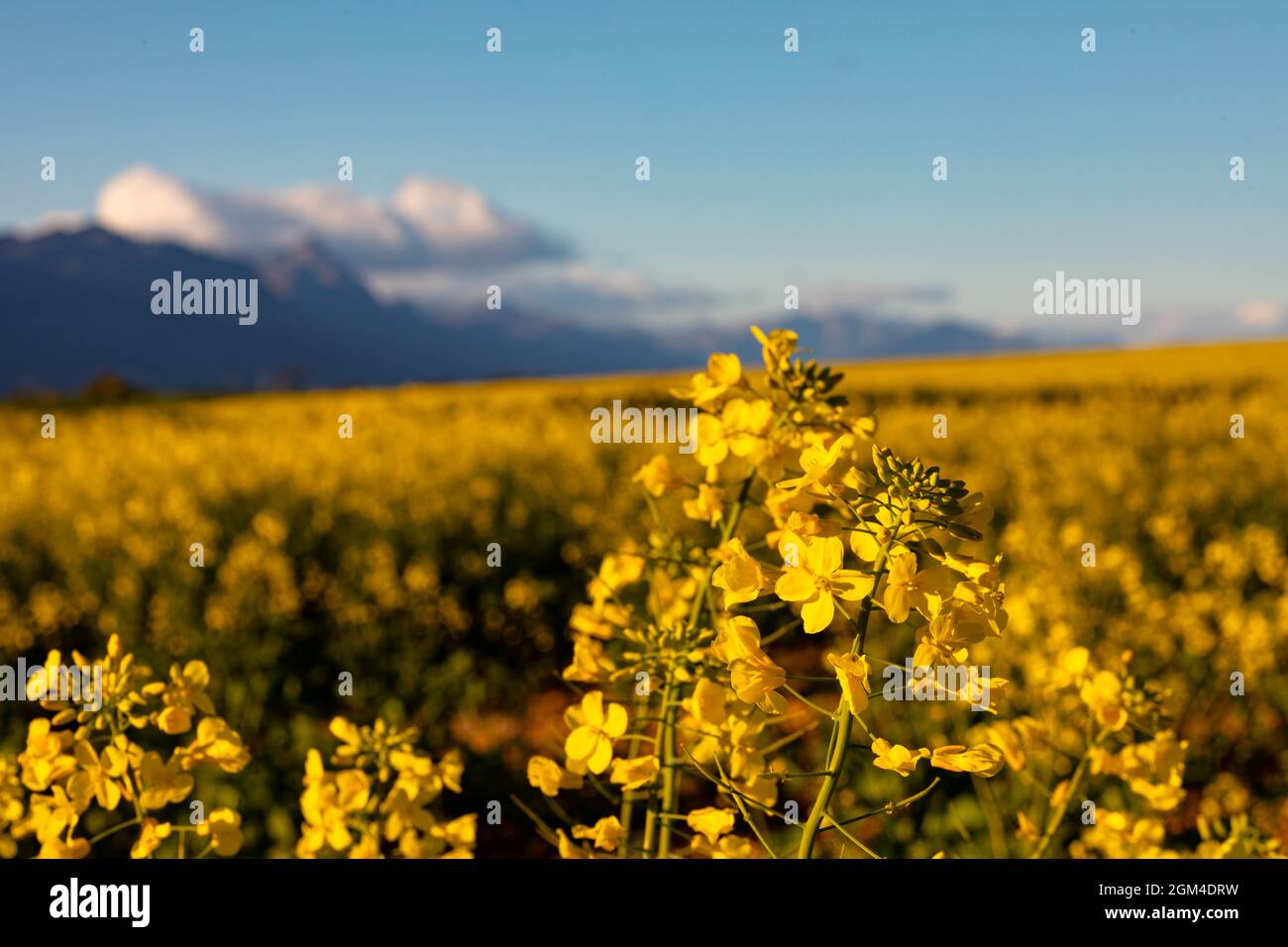 Primo piano di fiori gialli in paesaggio di campagna con cielo nuvoloso Foto Stock