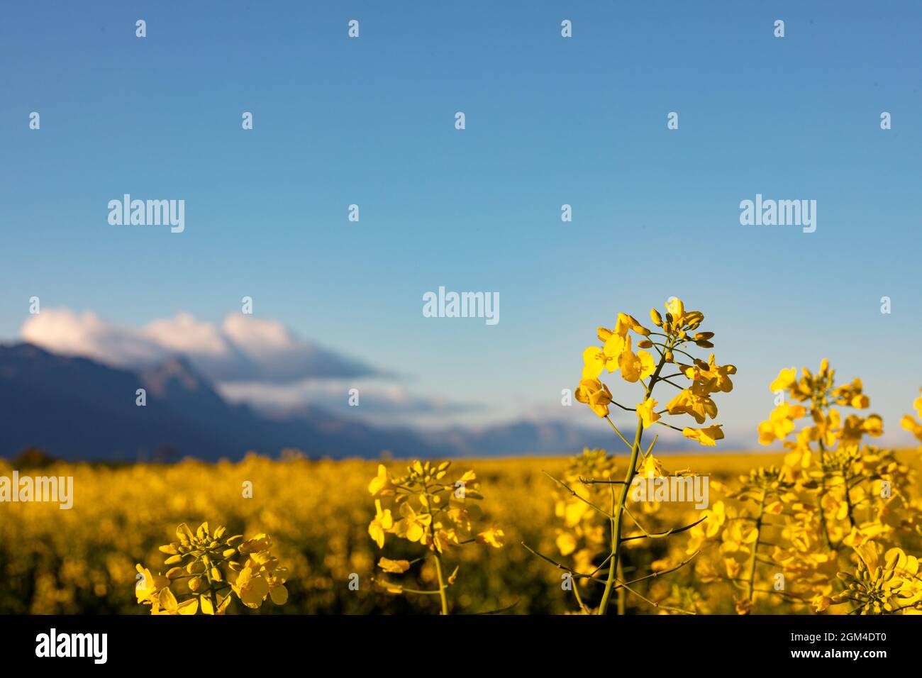 Primo piano di fiori gialli in paesaggio di campagna con cielo nuvoloso Foto Stock