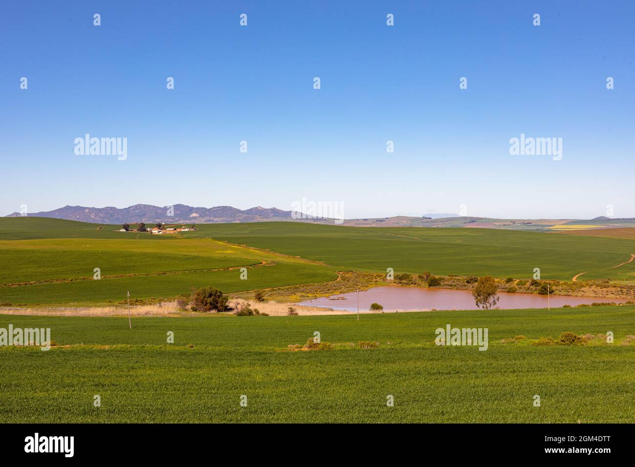 Primo piano di fiori gialli in paesaggio di campagna con cielo nuvoloso Foto Stock