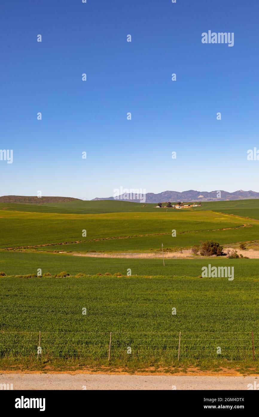 Primo piano di fiori gialli in paesaggio di campagna con cielo nuvoloso Foto Stock