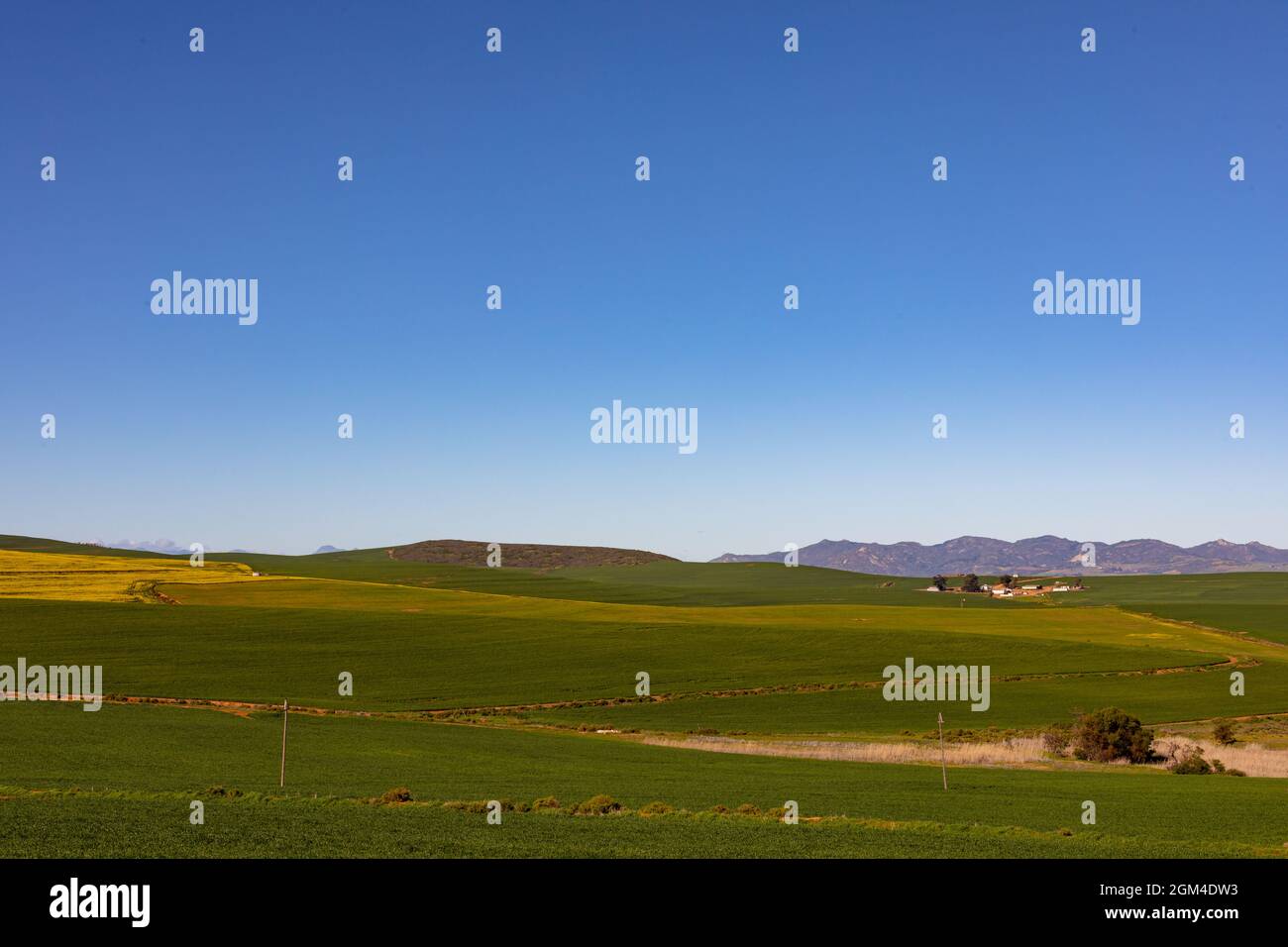 Primo piano di fiori gialli in paesaggio di campagna con cielo nuvoloso Foto Stock