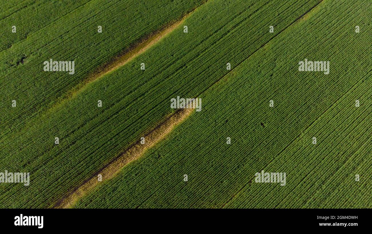 Closeup di fiore giallo in paesaggio di campagna con cielo senza nuvole. Ambiente, sostenibilità, ecologia, energie rinnovabili, riscaldamento globale e clima Foto Stock