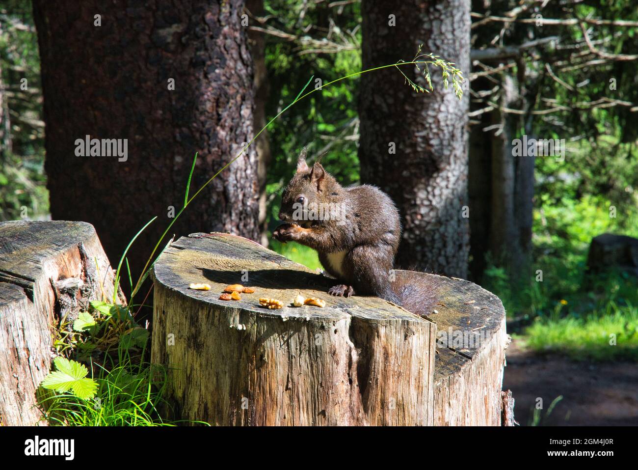 lo scoiattolo siede sul tronco dell'albero nella foresta e mangia una noce, immagine grande dell'animale Foto Stock
