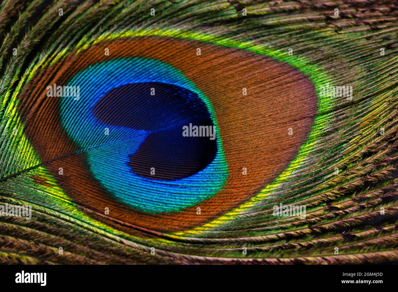 Primo piano di una sfumatura color pavone. Piuma con motivo luminoso iridescente e riflettente in verde, blu, viola e oro. Foto Stock