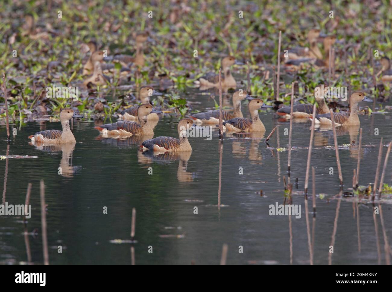 Minore fischio-anatra (Dendrocygna javanica) allerta gregge sul laghetto dopo raptor flyby Koshi Tappu, Nepal Gennaio Foto Stock