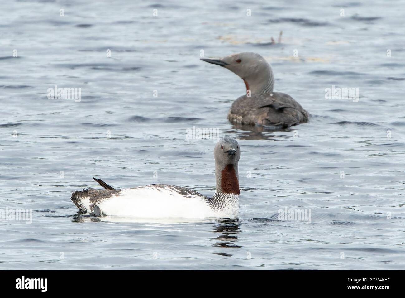 Loon a gola rossa, Gavia stellata, adulto in piumage d'allevamento che nuota sull'acqua, Scozia, Regno Unito Foto Stock