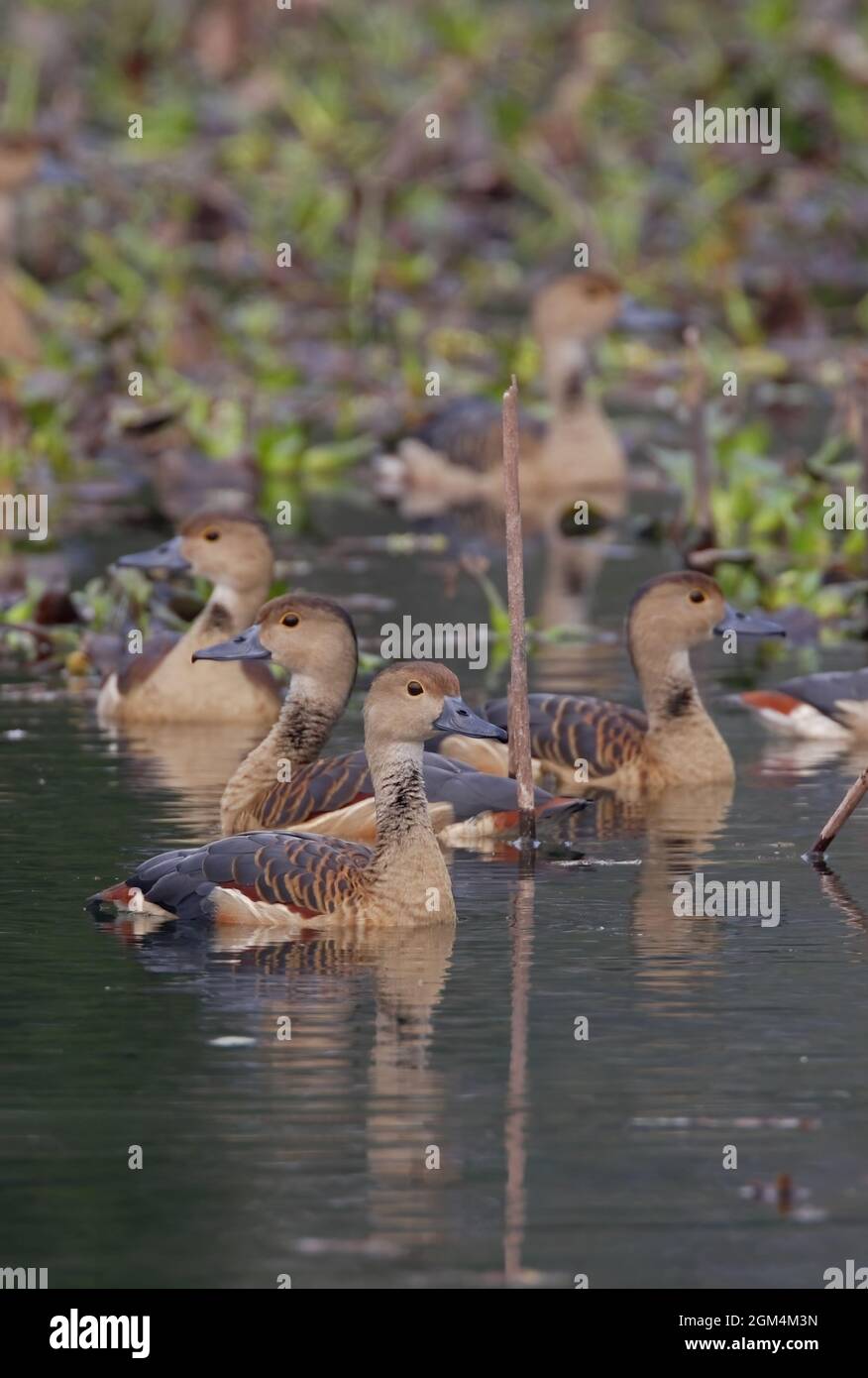 Piccolo gruppo di anatra fischiante (Dendrocygna javanica) su laghetto ben vegetato Koshi Tappu, Nepal Gennaio Foto Stock