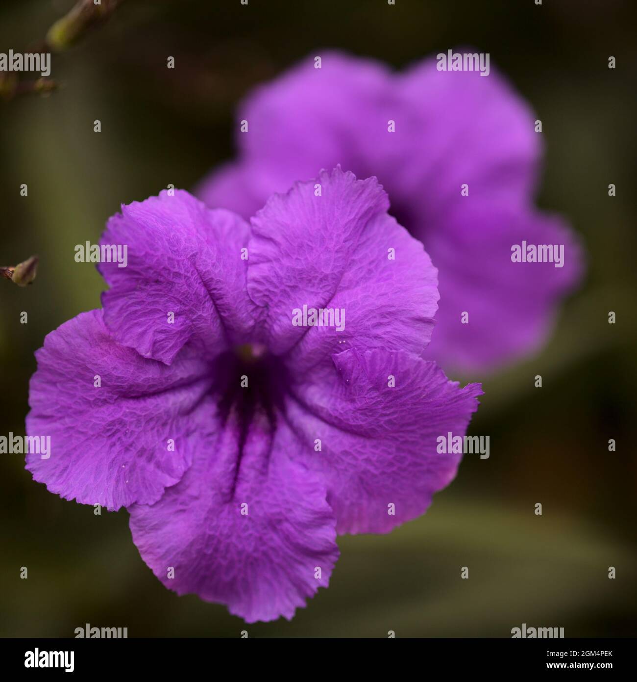 Fioritura Ruellia simplex aka Mexican Bluebell, sfondo naturale macro floreale Foto Stock