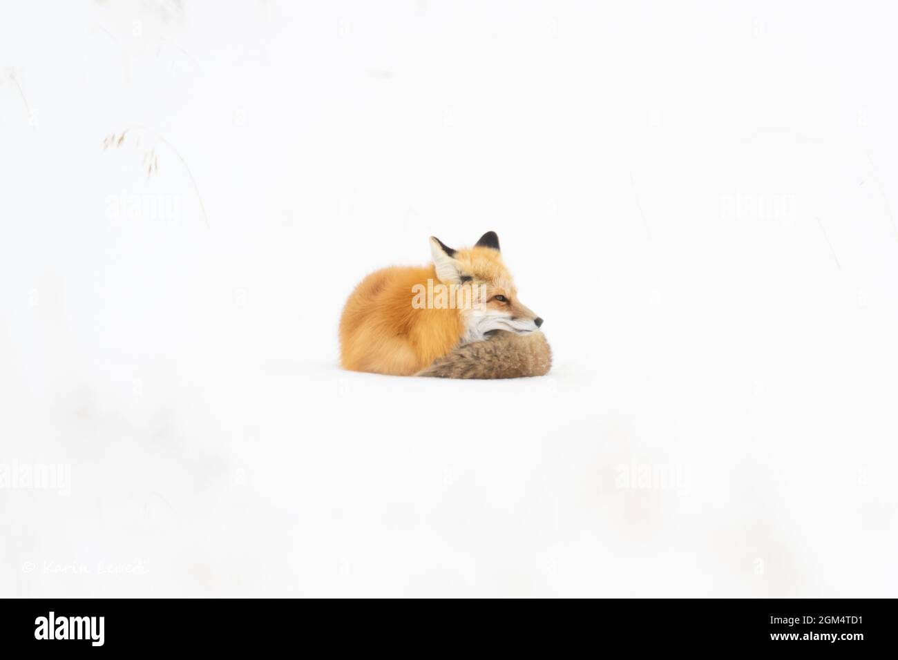 Volpe rossa (Vulpes vulpes) accovacciata di neve contro il freddo inverno di Yellowstone Foto Stock