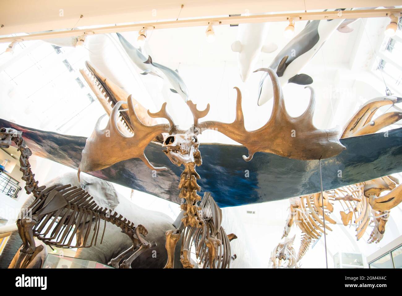 Scheletri animali al London Natural History Museum, tra cui un grande alce di cervi. Foto Stock