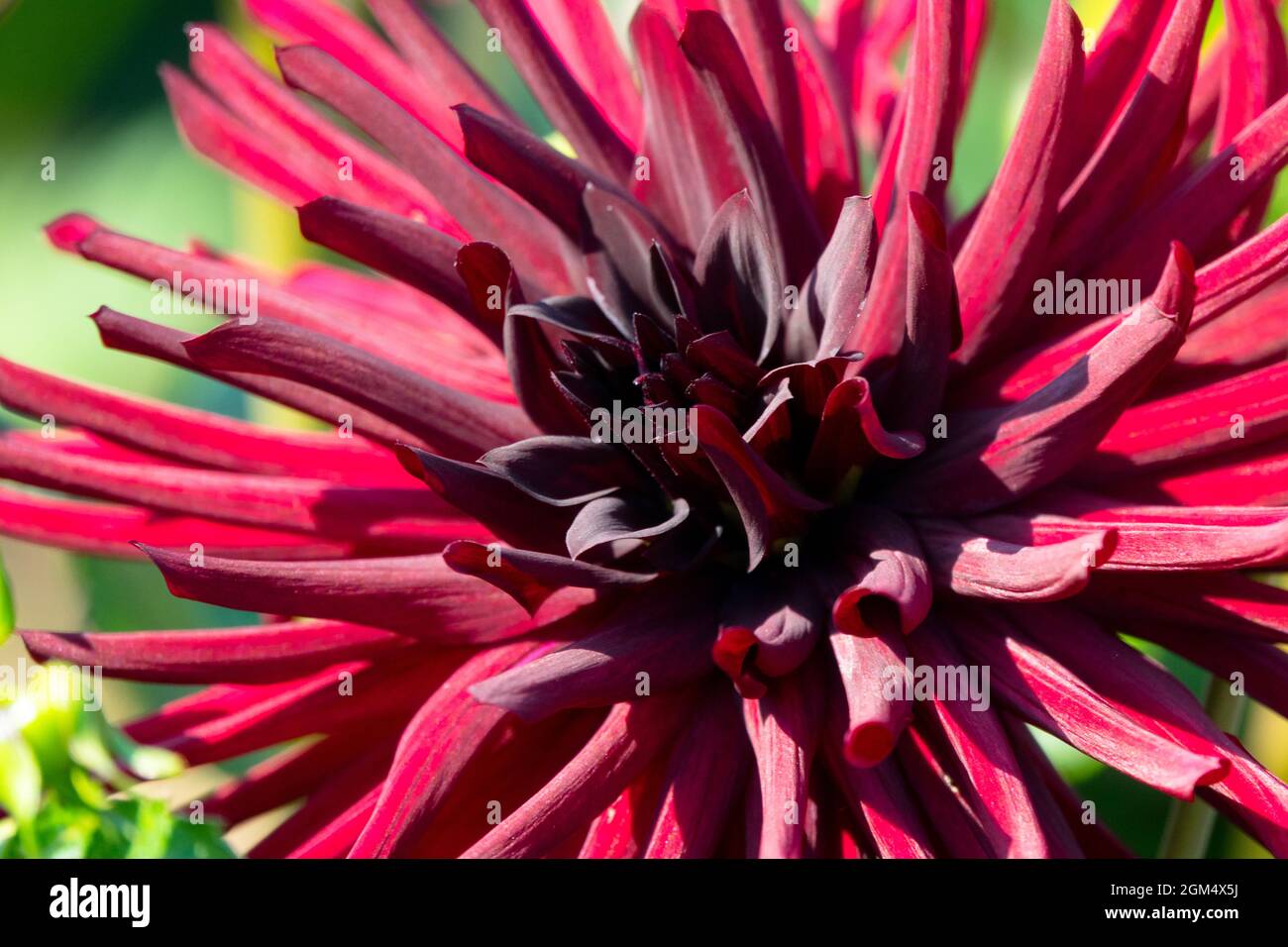 Rosso scuro Dahlia fiore Dahlia 'Narciso Nero' Dahlia cactus Foto Stock