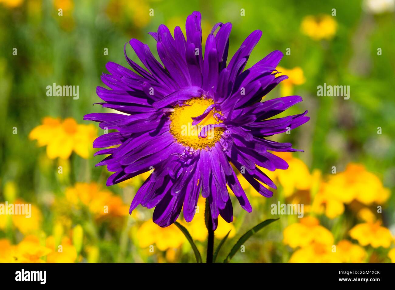 Sfondo fiore giallo-blu, Aster Flower Garden Autumn Foto Stock