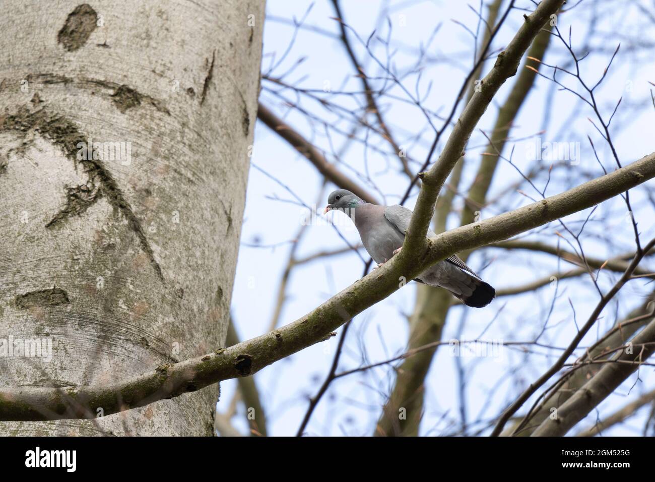 Colomba di scorta seduta sul ramo. Pigeon nella foresta. Fauna selvatica europea. Foto Stock
