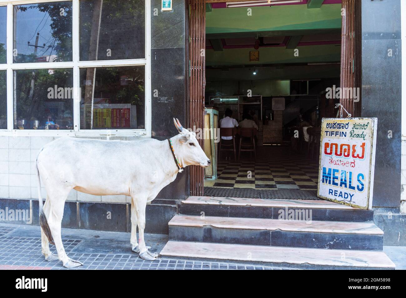 Mysore, Karnataka, India : Un vitello bianco sbuccie all'interno di un ristorante nel centro di Mysore. Foto Stock
