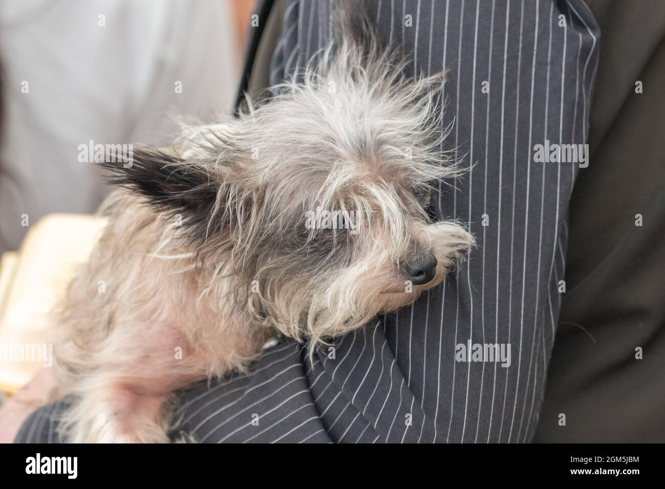 11.09.2021 Wigan, Greater Manchester, Regno Unito. Wigan Diggers' Festival, Wigan, gente del Regno Unito vestita per celebrare la vita e le idee di Wigan nato e allevato GE Foto Stock