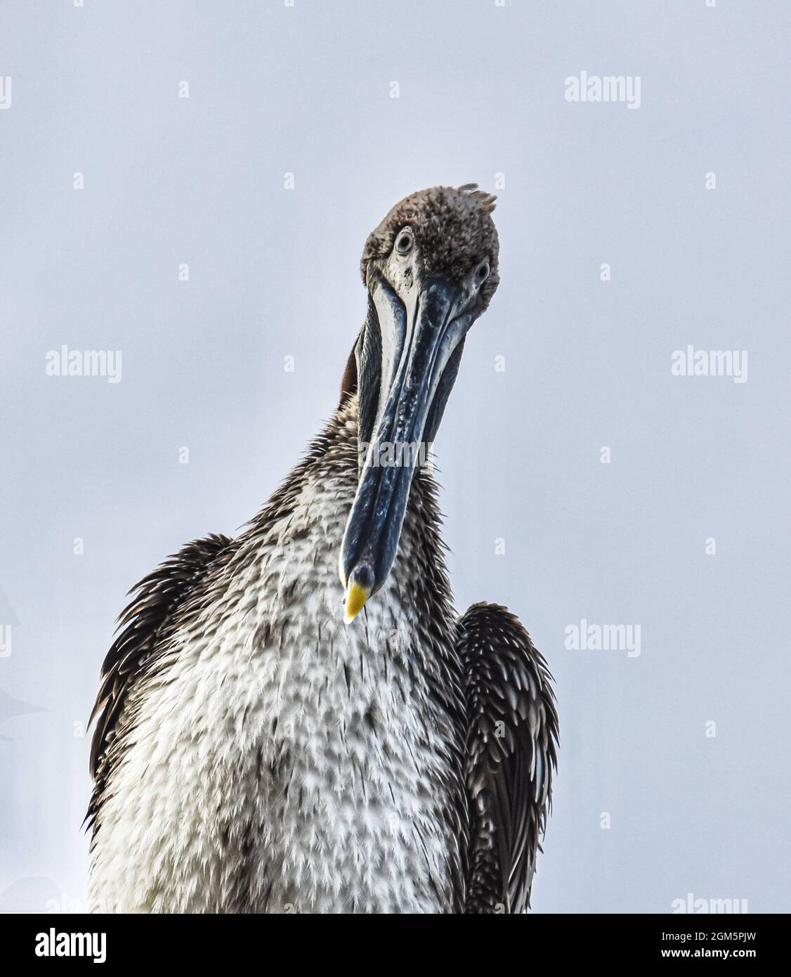 Un ritratto di frontview di un giovane selvaggio Pelican marrone (Pelecanus occidentalis). Primo piano. Spazio di copia. Foto Stock