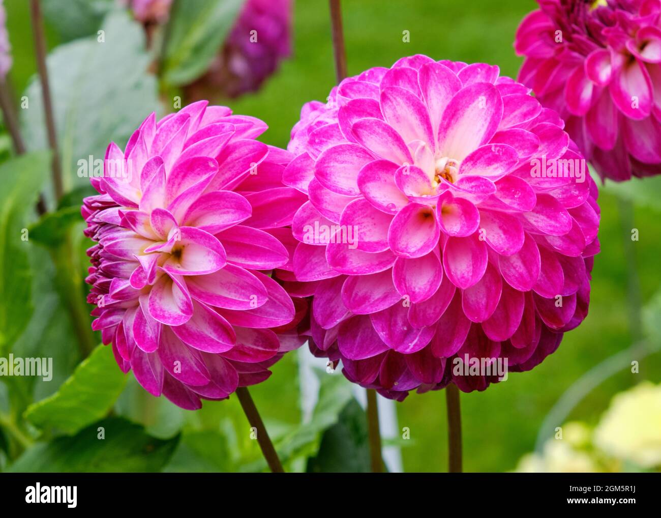 Singolo Dahlia chiamato 'Daniel Edward' in fiore nel Giardino pubblico di Halifax Foto Stock