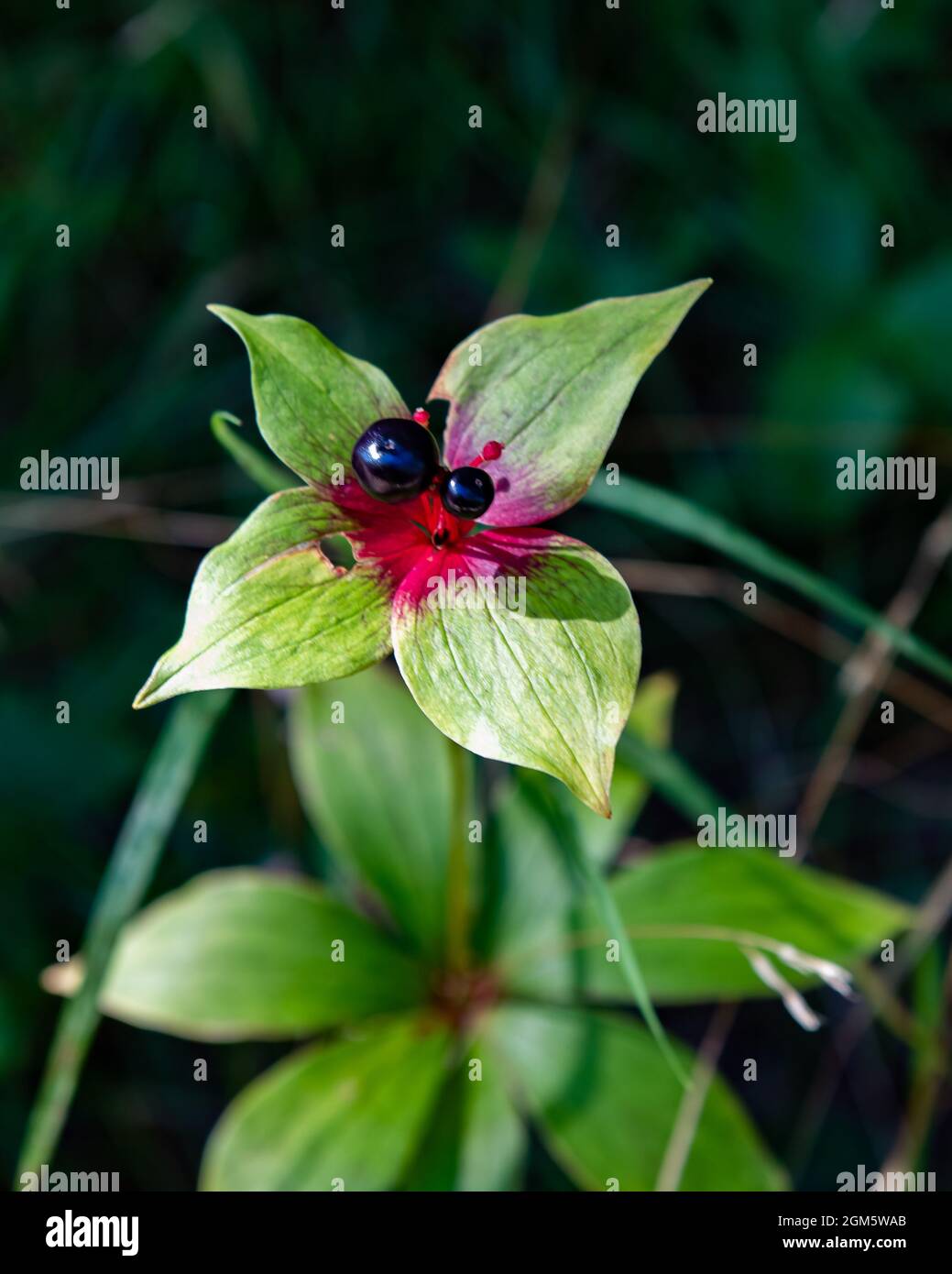 Radice indiana di cetriolo, Medeola virginiana, con frutta o bacche coltivano nella natura selvaggia delle Adirondack Mountains. Foto Stock