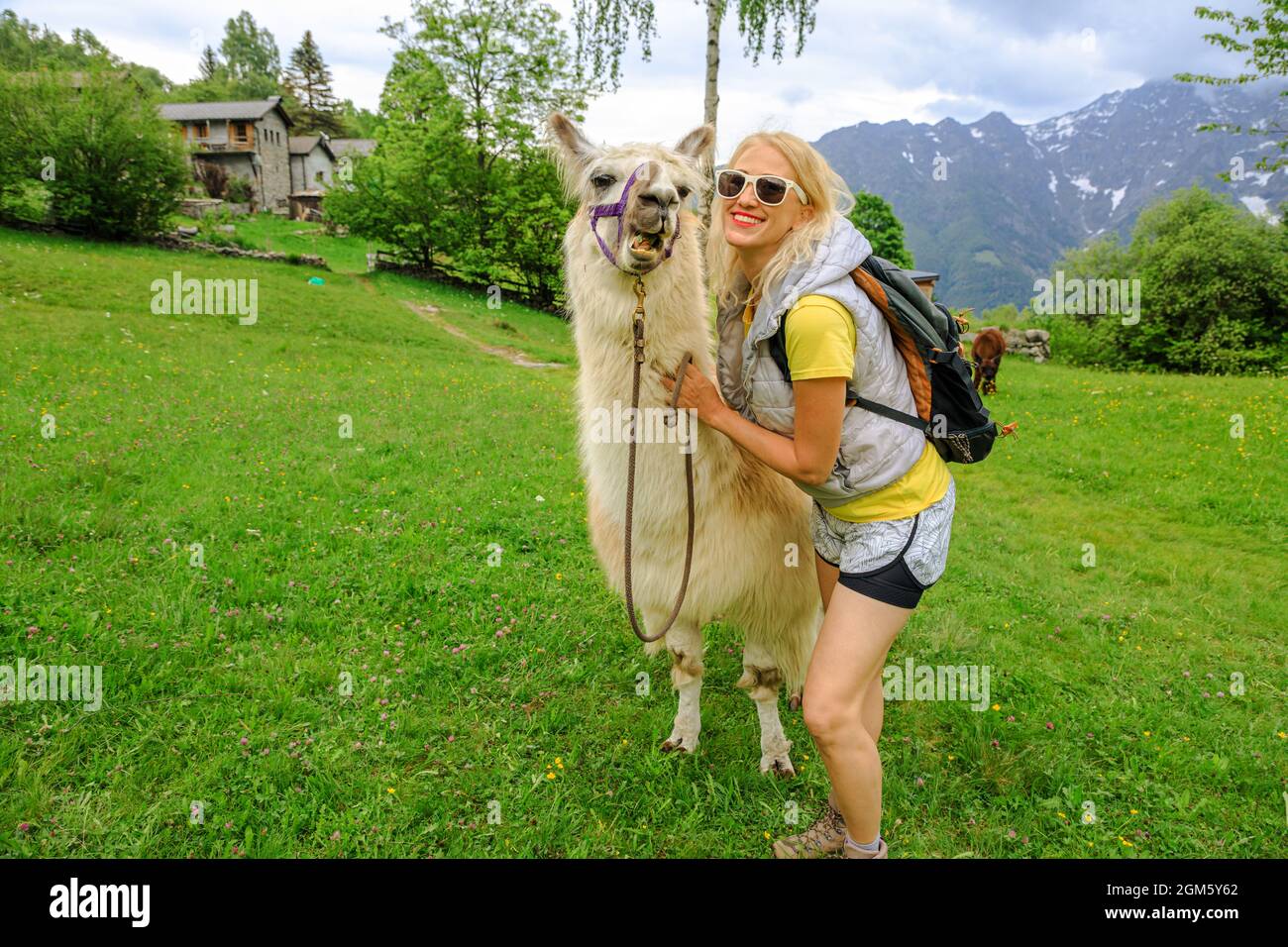 Donna trekking con lama alpaca sulla cima del monte Comino in Svizzera. Centovalli posizione nel Cantone del Ticino. Cima della stazione della funivia: Verdasio-Monte Foto Stock