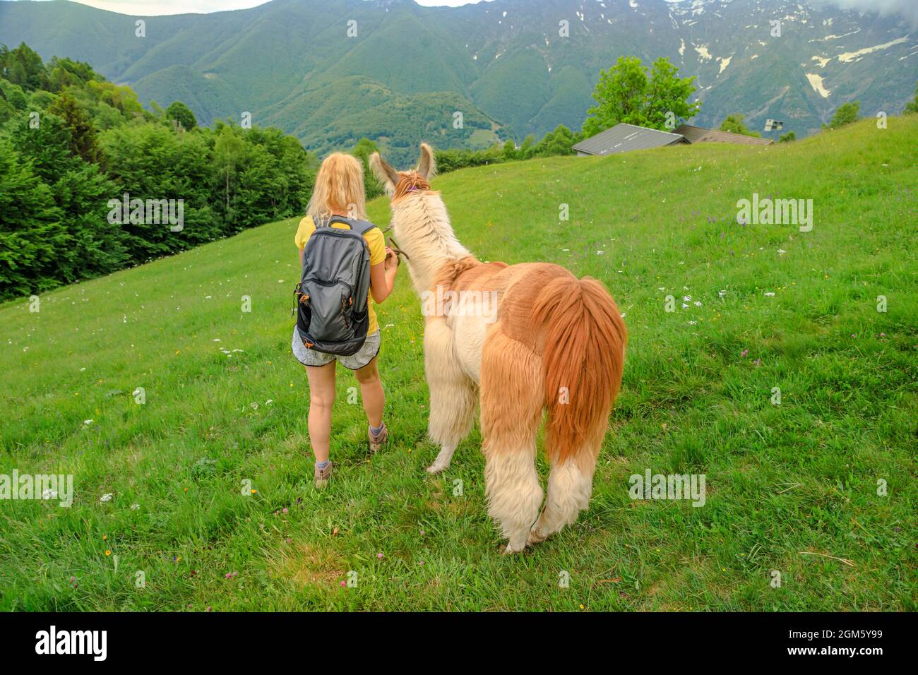 Donna trekking con lama alpaca sulla cima del monte Comino in Svizzera. Centovalli posizione nel Cantone del Ticino. Cima della stazione della funivia: Verdasio-Monte Foto Stock