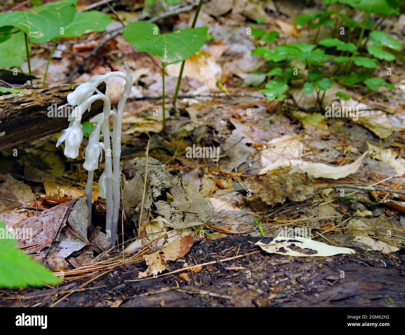 Barron Canyon Trail, Algonquin Provincial Park, Ontario, Canada. Primo piano di un fungo bianco fantasma pipa che cresce nella foresta su un sentiero escursionistico. Foto Stock