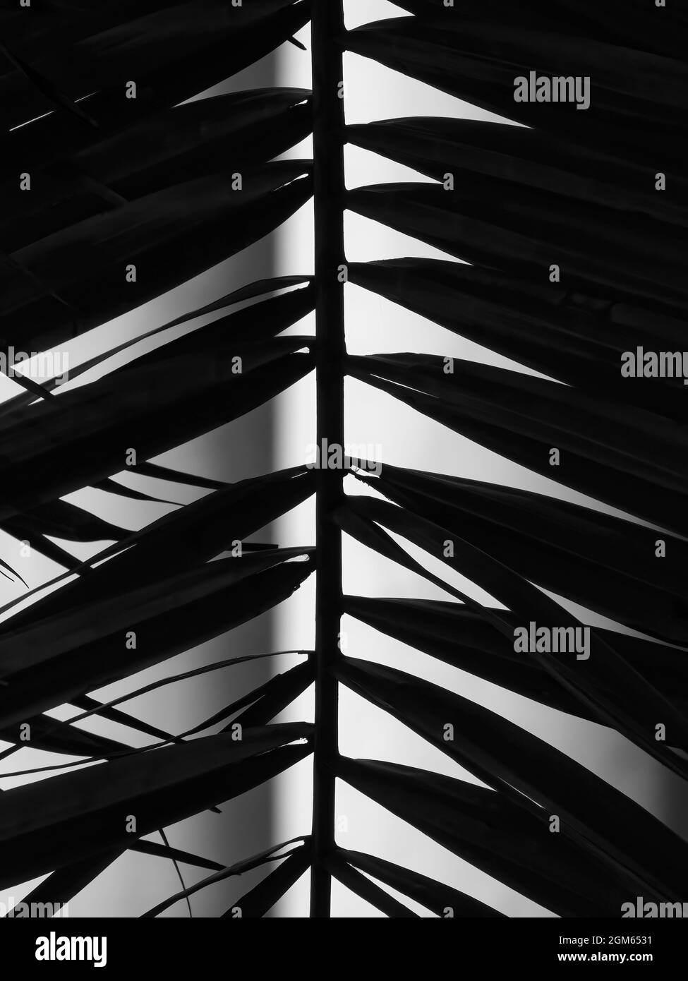 Palmetto fronteggia in silhouette vicino a una colonna ornamentale in un giardino subtropicale in Florida. Bianco e nero. Foto Stock