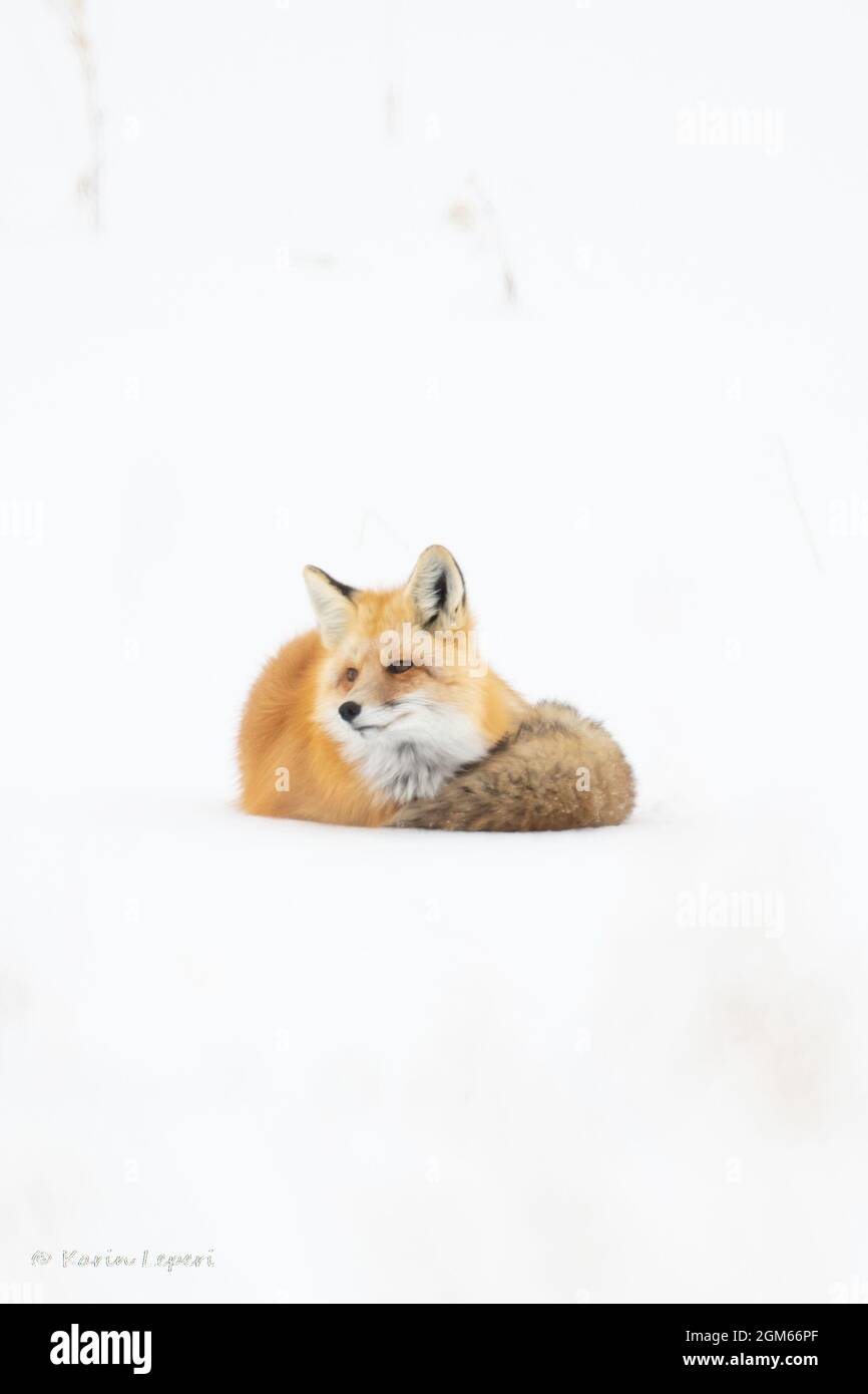 Volpe rossa (Vulpes vulpes) accovacciata di neve contro il freddo inverno di Yellowstone Foto Stock