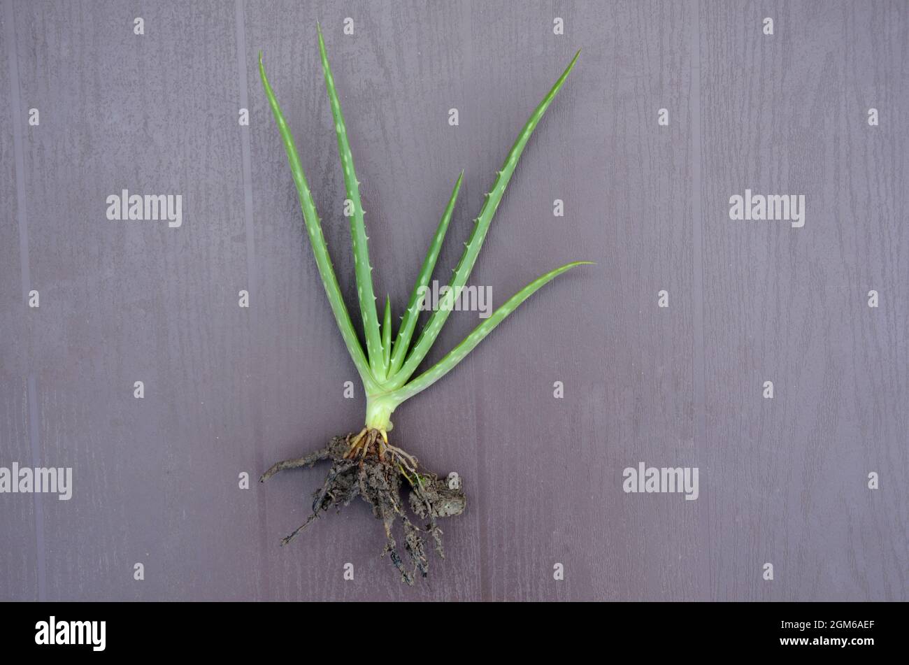 closeup il verde aloe vera matura piante con radici su fuori fuoco grigio sfondo marrone. Foto Stock