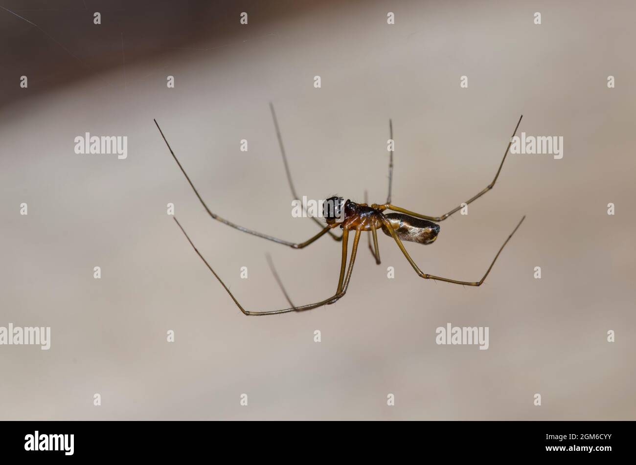 Sheetweb Spider, sottofamiglia Linyphiinae, maschio Foto Stock
