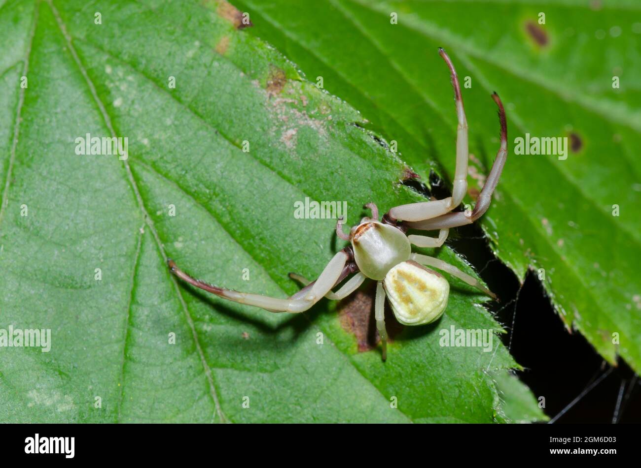 Whitebanded ragno granchio, Misumenoides formosipes Foto Stock