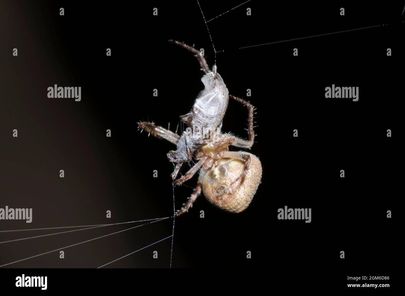 Orb Weaver, famiglia Araneidae, preda di confezionamento. Fotografato di notte. Foto Stock