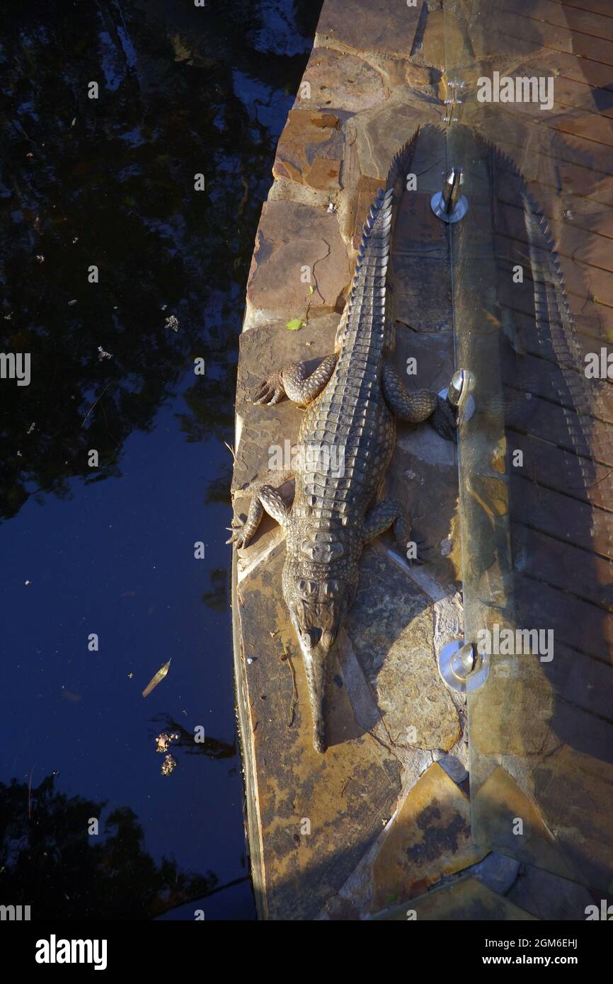 Coccodrillo d'acqua dolce (Crocodylus johnstoni) accanto alla piscina, Lorella Springs Station, East Arnhem Land, Northern Territory, Australia Foto Stock