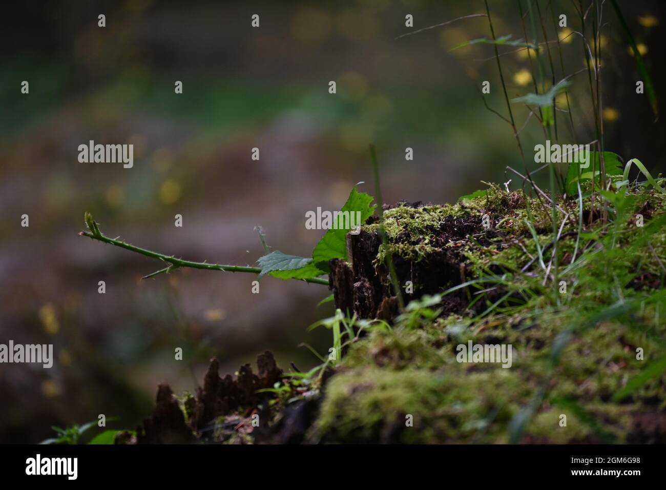 Natur im Wachstum Foto Stock