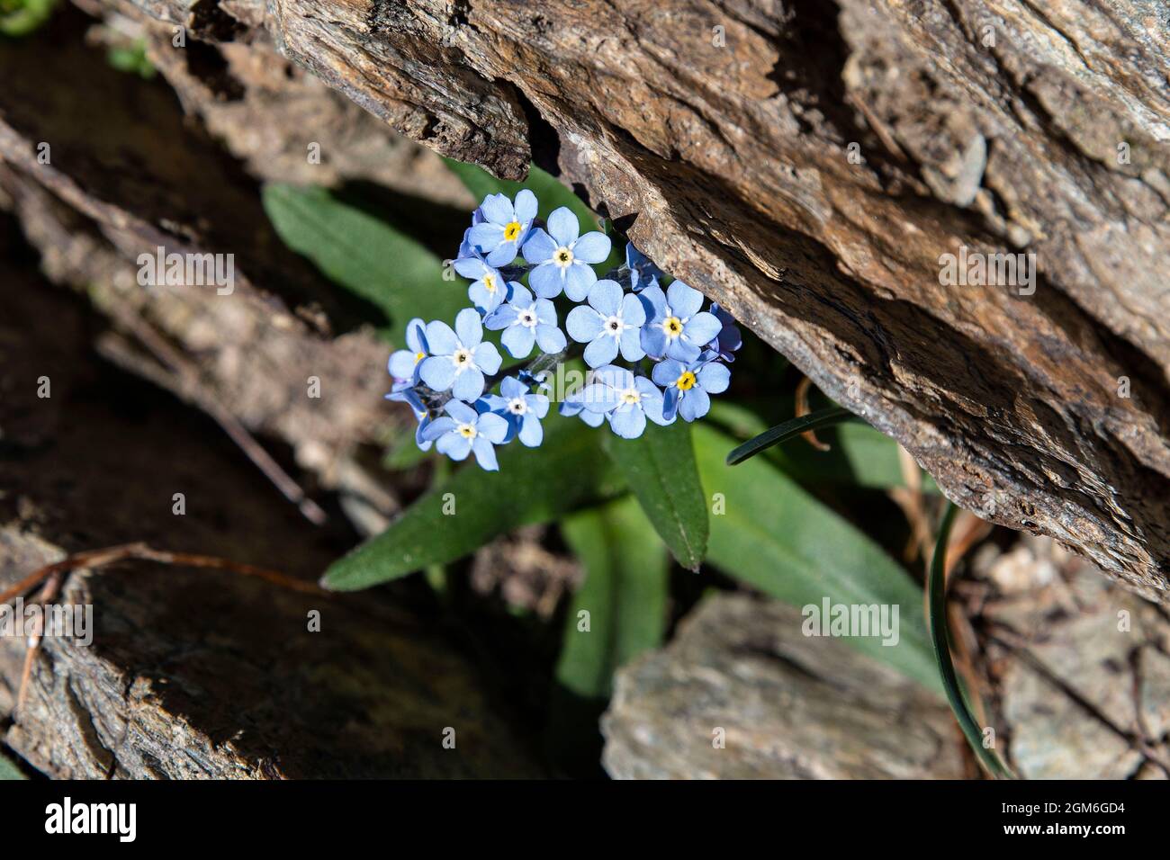 Primo piano di un fiore blu di montagna Foto Stock