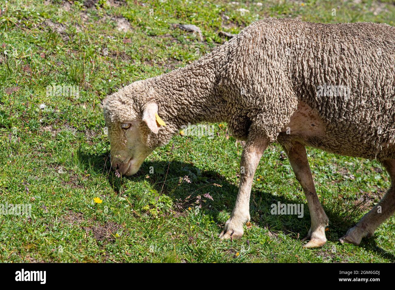 Un gregge di pecore in un prato di montagna nelle Alpi in Francia Foto Stock