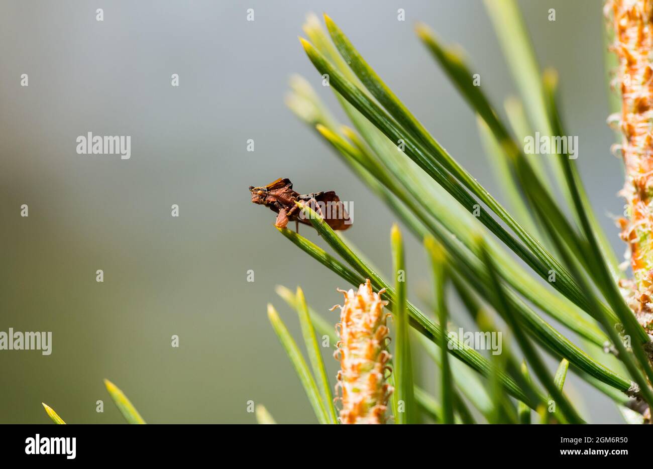 Bug assassino a zampe (Phymata crassipes) in una palude, selvaggia Finlandia Foto Stock