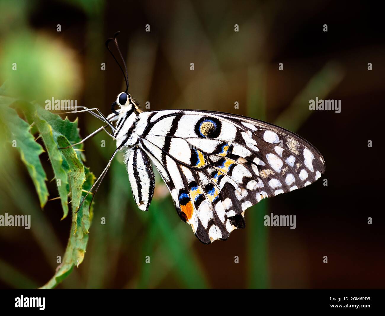 Farfalla visivamente esotica seduta su una foglia Foto Stock
