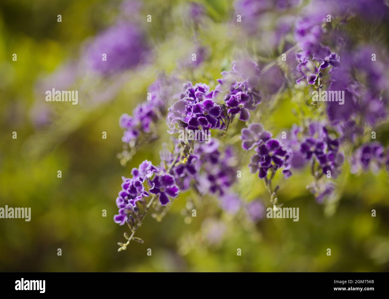 Fioritura blu Duranta erecta, lucernario, sfondo naturale macro floreale Foto Stock