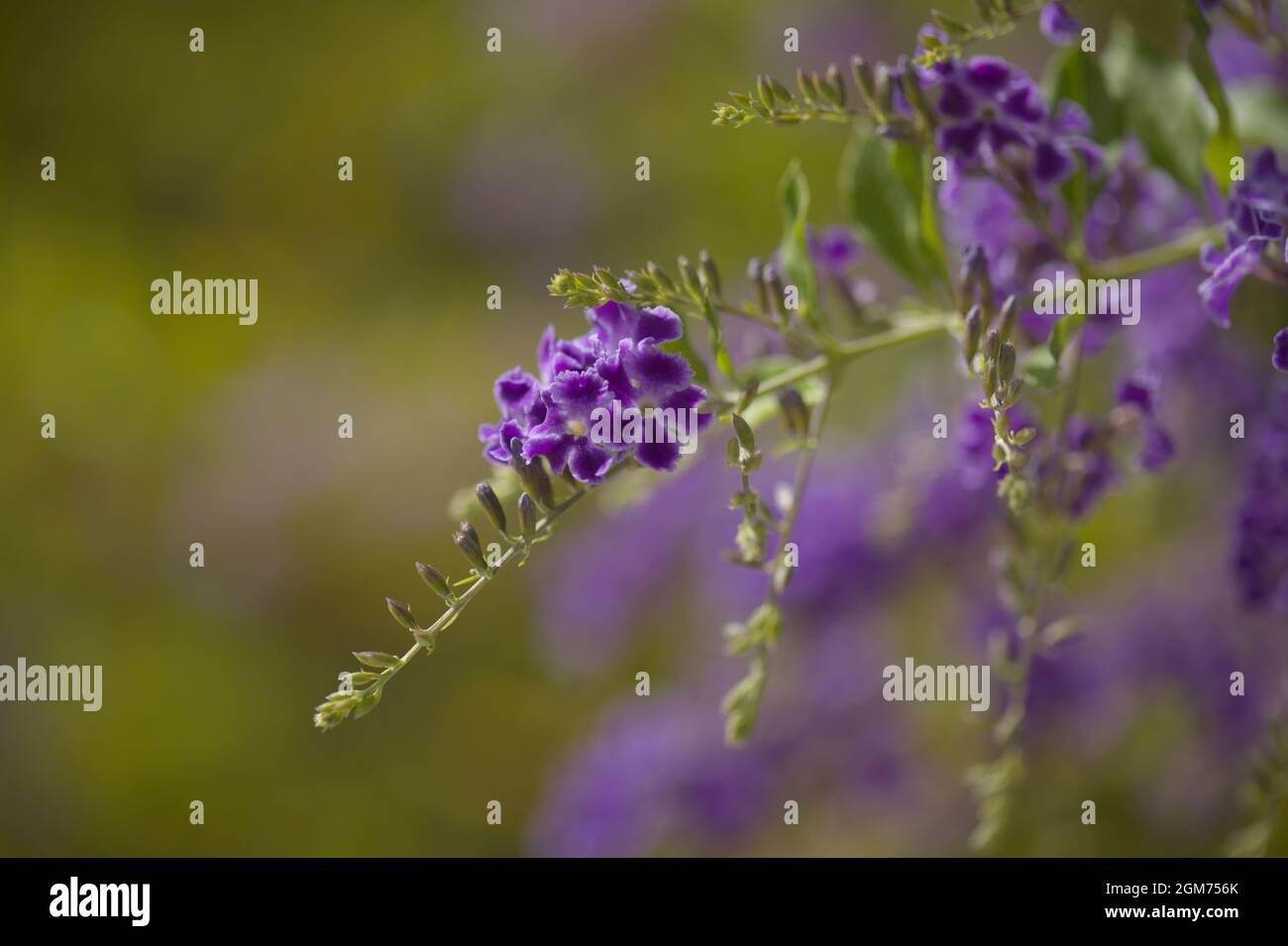 Fioritura blu Duranta erecta, lucernario, sfondo naturale macro floreale Foto Stock