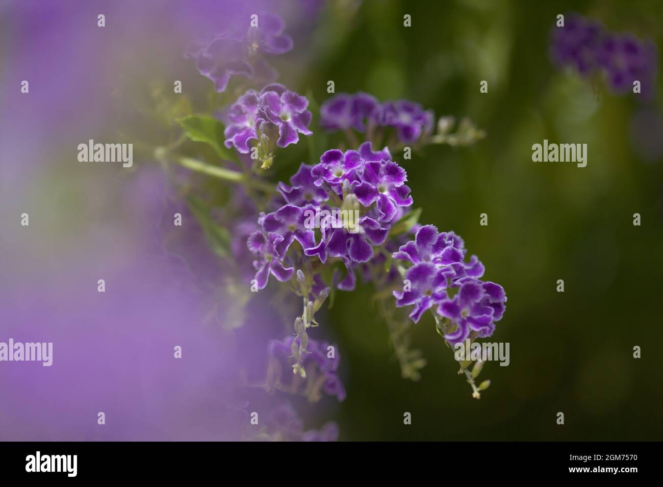 Fioritura blu Duranta erecta, lucernario, sfondo naturale macro floreale Foto Stock